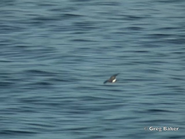 Elliot's Storm-Petrel - ML201802521