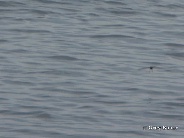 Elliot's Storm-Petrel - ML201802531