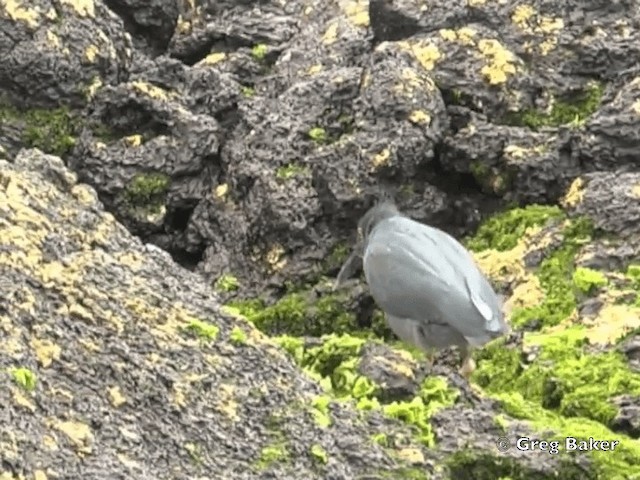 Striated Heron (Galapagos) - ML201802571