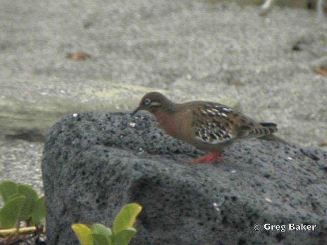 Tourterelle des Galapagos - ML201802591