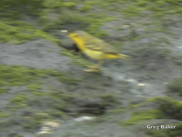 Yellow Warbler (Galapagos) - ML201802601