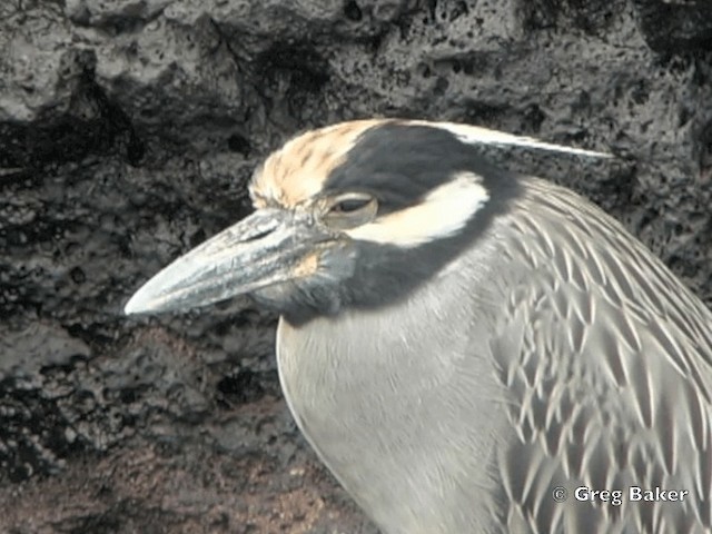 Yellow-crowned Night Heron (Galapagos) - ML201802611