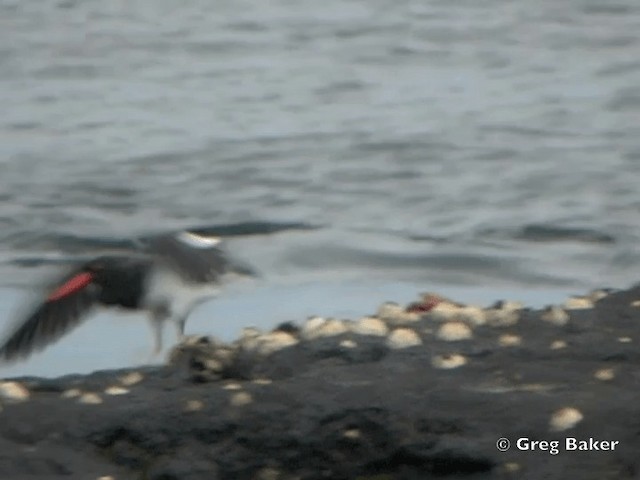 American Oystercatcher - ML201802621