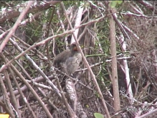 Pinzón de Darwin Picogordo - ML201802641