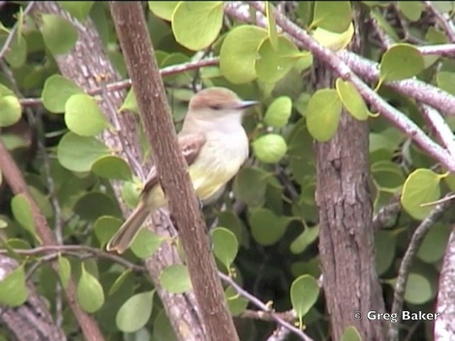 Galapagos Flycatcher - ML201802671