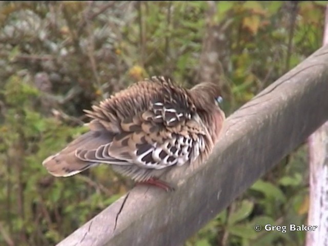 Galapagos Kumrusu - ML201802721