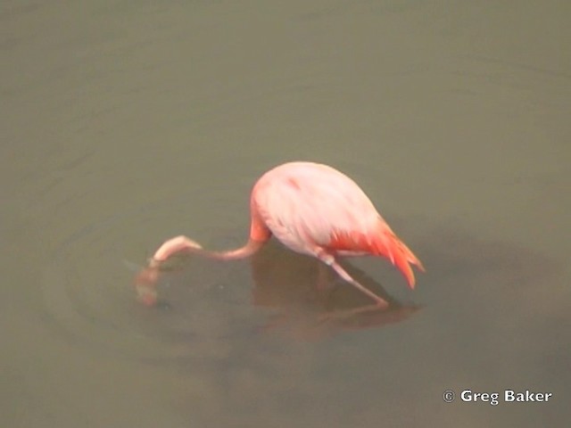 American Flamingo - ML201802741