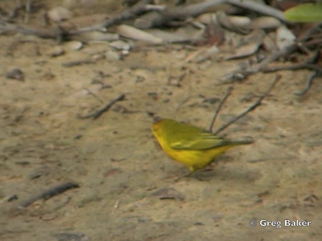 Yellow Warbler (Galapagos) - ML201802751
