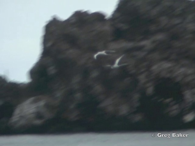 Red-billed Tropicbird - ML201802801