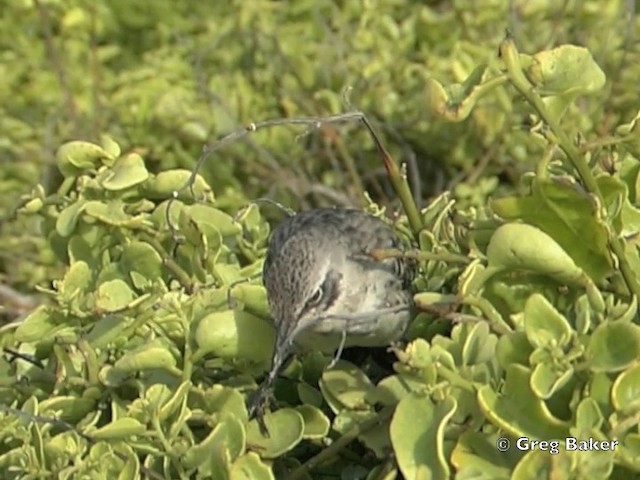 Española Mockingbird - ML201802841