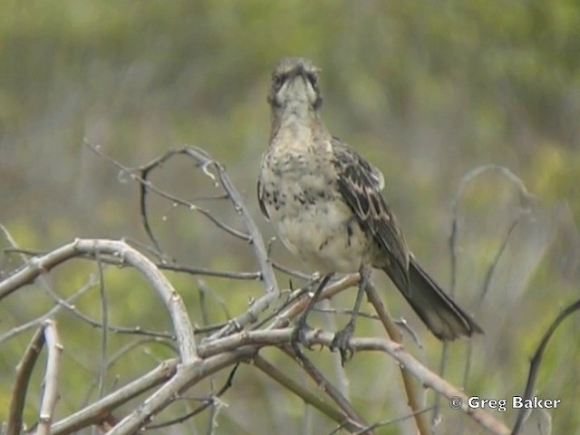 Española Mockingbird - ML201802861