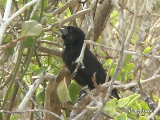 Española Ground-Finch - ML201802871