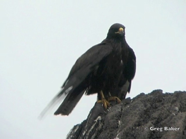 ガラパゴスノスリ - ML201802881