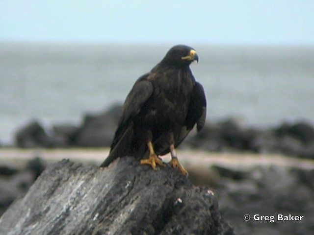 ガラパゴスノスリ - ML201802891