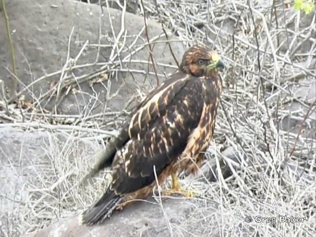 ガラパゴスノスリ - ML201802901