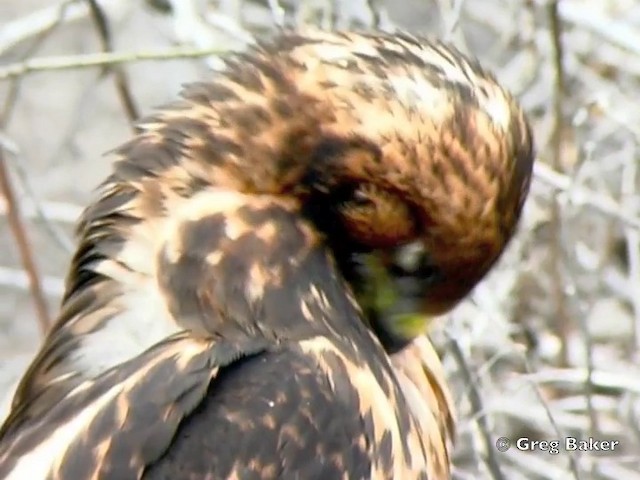 ガラパゴスノスリ - ML201802911