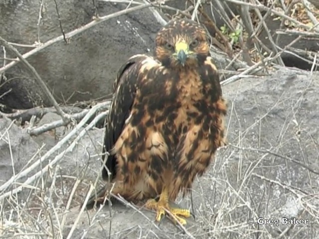 ガラパゴスノスリ - ML201802921