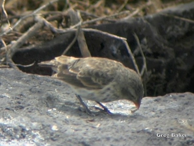 Española Ground-Finch - ML201802931