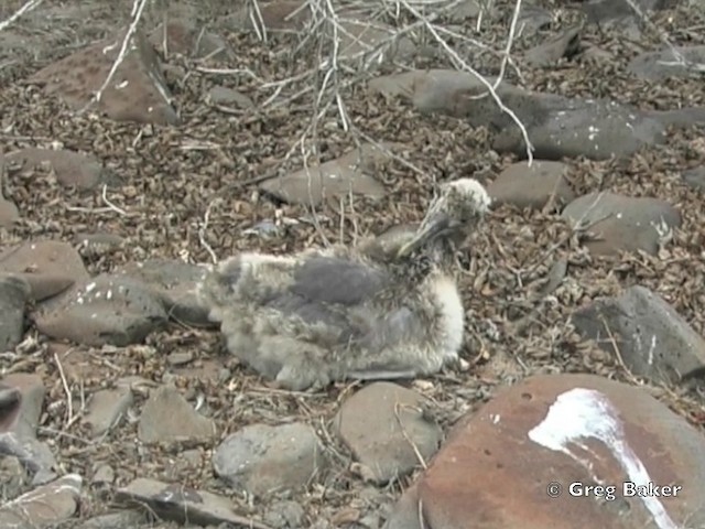 Albatros des Galapagos - ML201802941