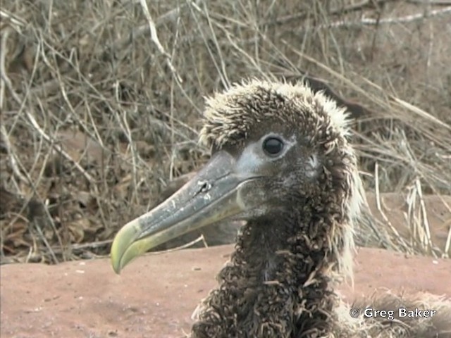 Albatros de Galápagos - ML201802951