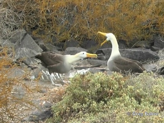 Albatros de Galápagos - ML201802961