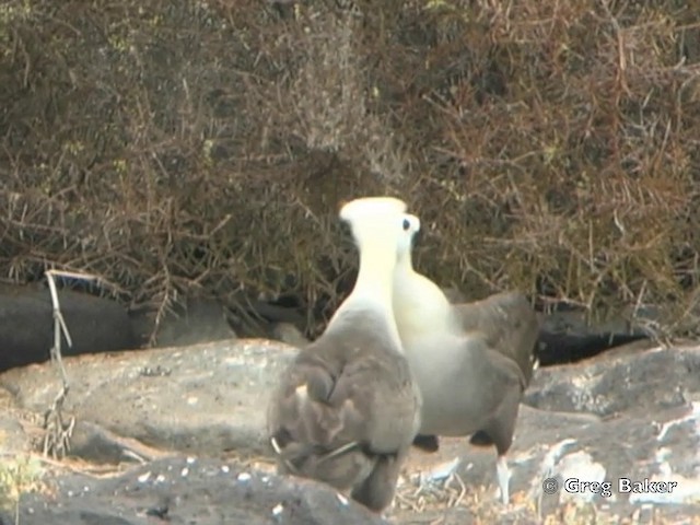 Albatros de Galápagos - ML201802971
