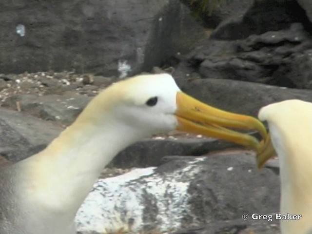 Albatros des Galapagos - ML201802981