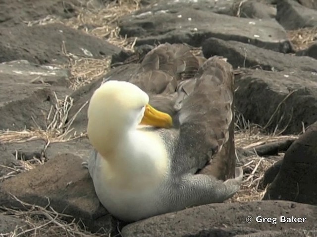 Albatros des Galapagos - ML201803001