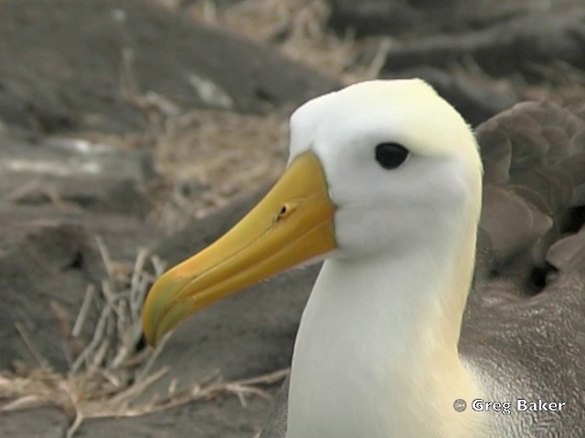 Albatros de Galápagos - ML201803011
