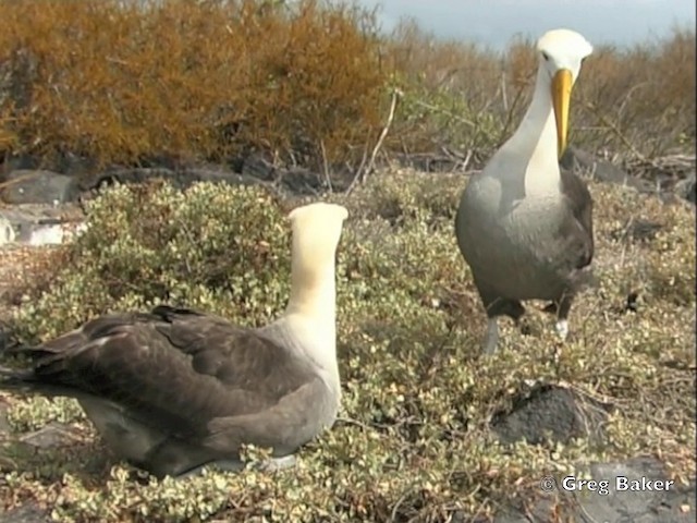 Albatros de Galápagos - ML201803021
