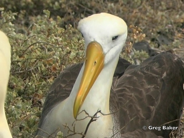 Albatros des Galapagos - ML201803031