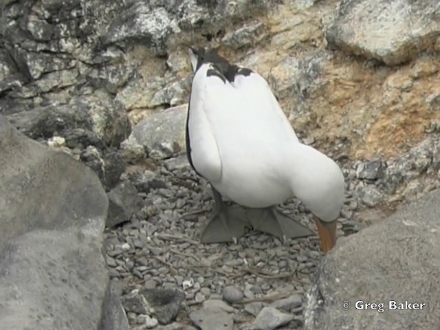 Nazca Booby - ML201803051