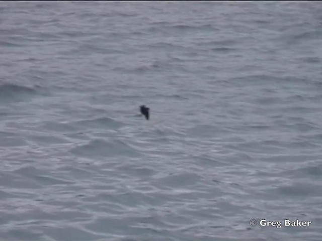 Wedge-rumped Storm-Petrel - ML201803061