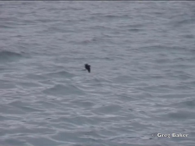 Paíño de Galápagos - ML201803061