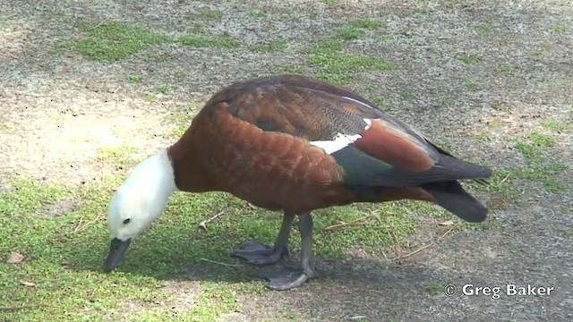 Paradise Shelduck - ML201803141