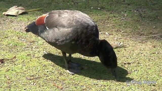 Paradise Shelduck - ML201803151