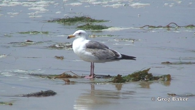 Gaviota Occidental - ML201803181