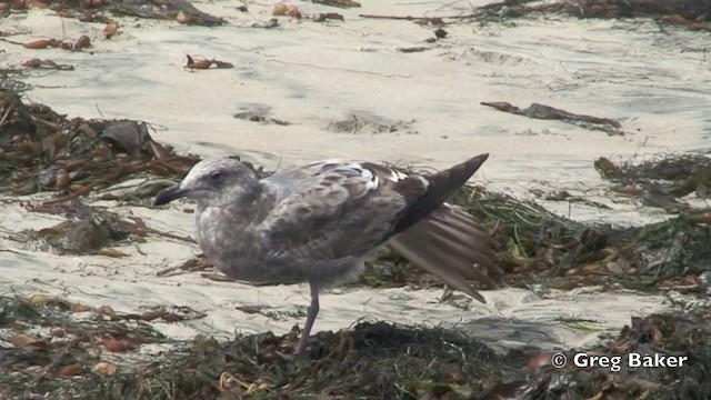 Gaviota Occidental - ML201803191