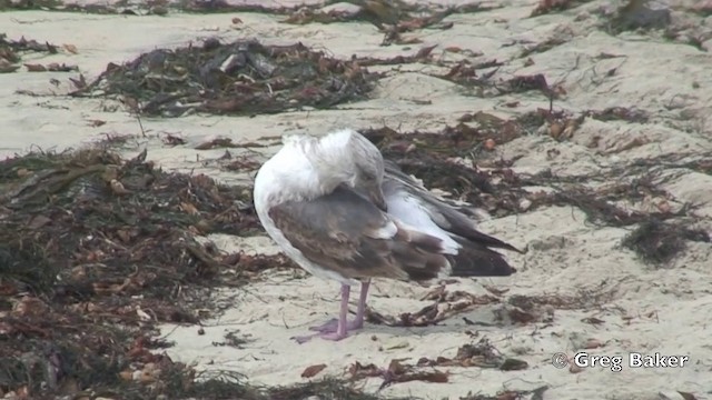 Gaviota Occidental - ML201803201