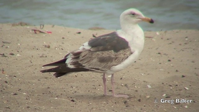 Gaviota Occidental - ML201803211