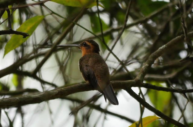 Saw-billed Hermit - ML201803241