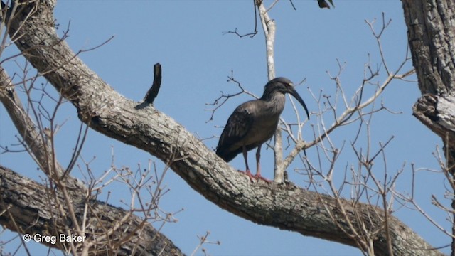 Ibis plombé - ML201803281