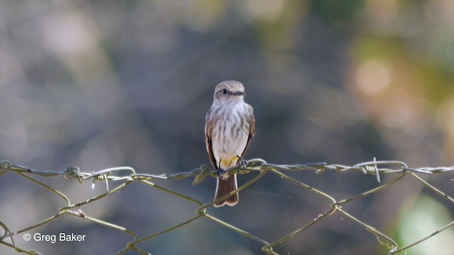 Mosquero Cardenal (rubinus) - ML201803291