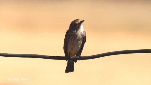 Mosquero Cardenal (rubinus) - ML201803301