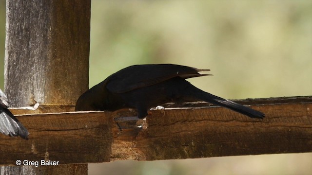 Solitary Black Cacique - ML201803321