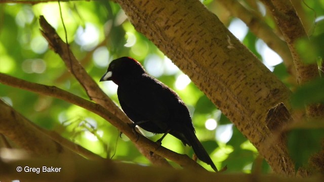 Silver-beaked Tanager - ML201803331