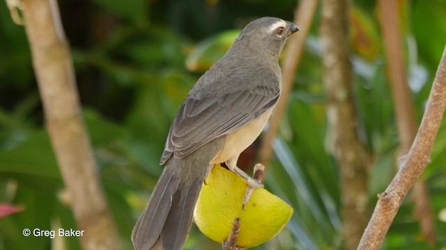 Bluish-gray Saltator - ML201803341