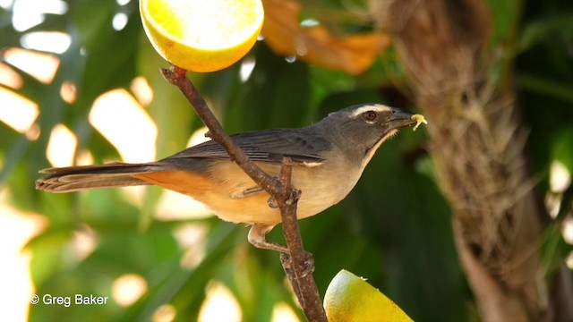 Bluish-gray Saltator - ML201803361