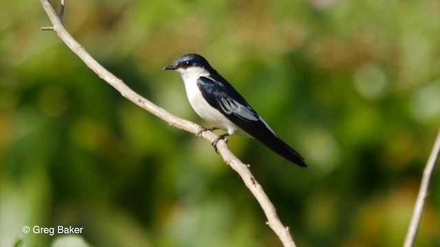 Hirondelle à ailes blanches - ML201803391