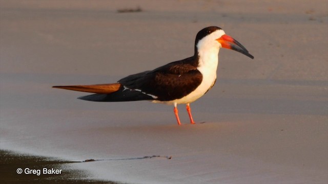 Black Skimmer - ML201803621